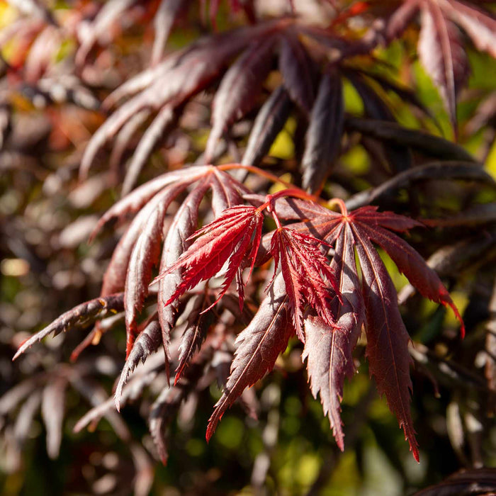 Acer palmatum 'Trompenburg'