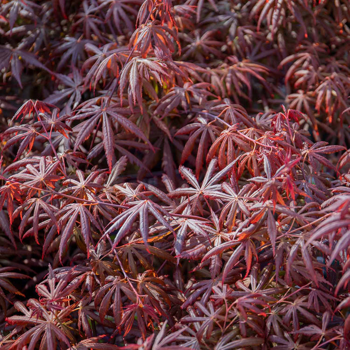 Acer palmatum 'Trompenburg'