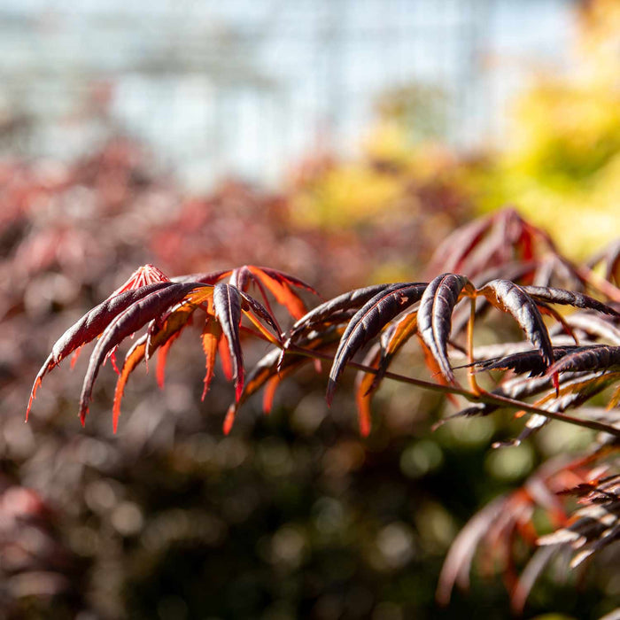 Acer palmatum 'Trompenburg'