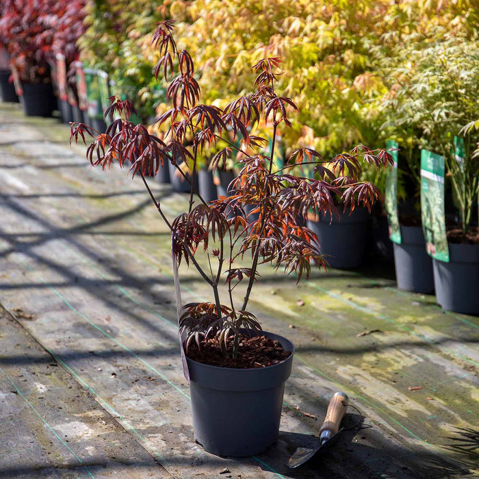 Acer palmatum 'Trompenburg'