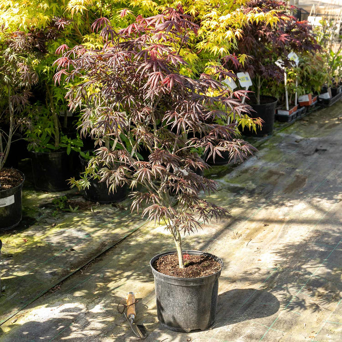 Acer palmatum 'Trompenburg'