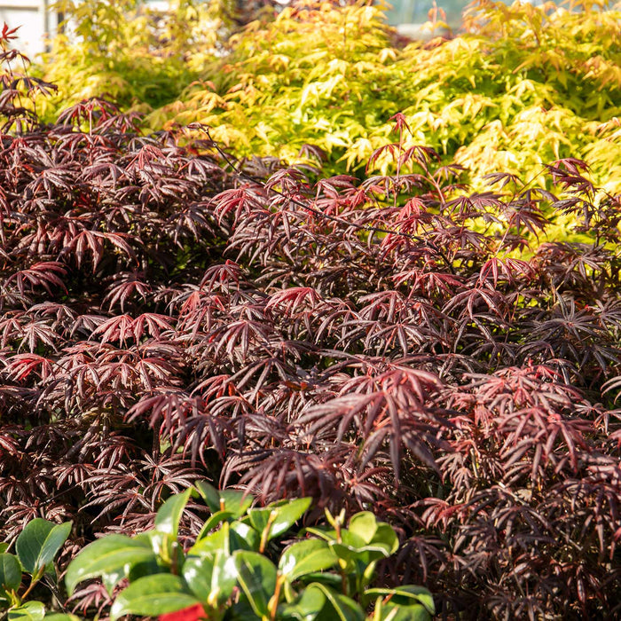 Acer palmatum 'Trompenburg'