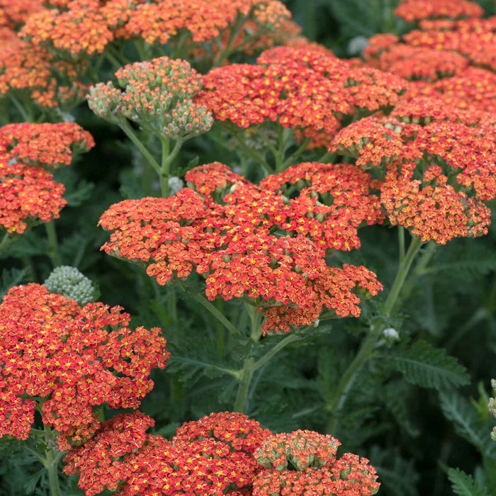 Achillea 'Sassy Summer Sunset'