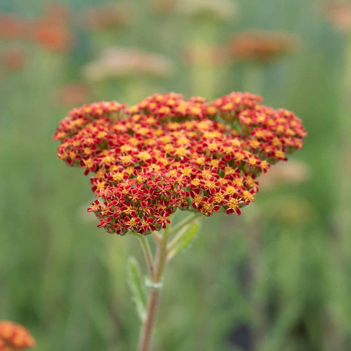 Achillea 'Sassy Summer Sunset'