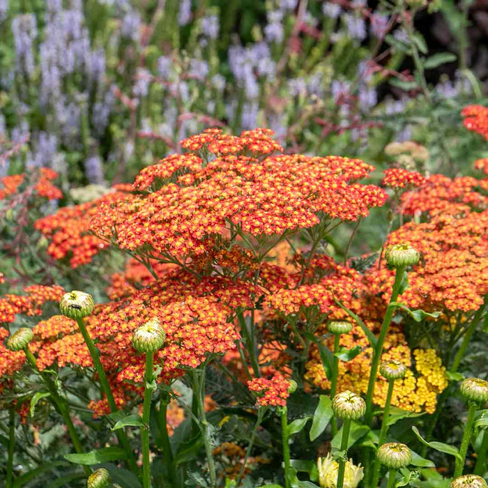 Achillea 'Sassy Summer Sunset'