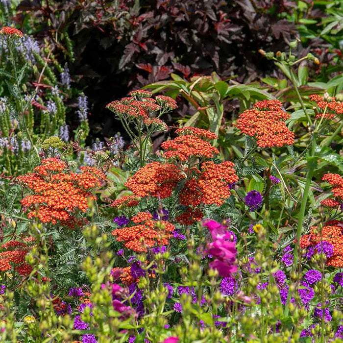 Achillea 'Sassy Summer Sunset'
