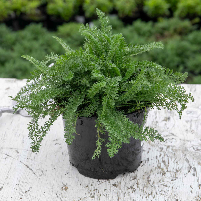Achillea 'Sassy Summer Sunset'