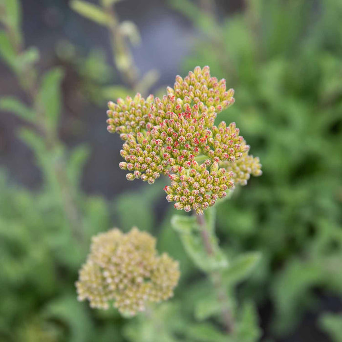 Achillea 'Sassy Summer Sunset'