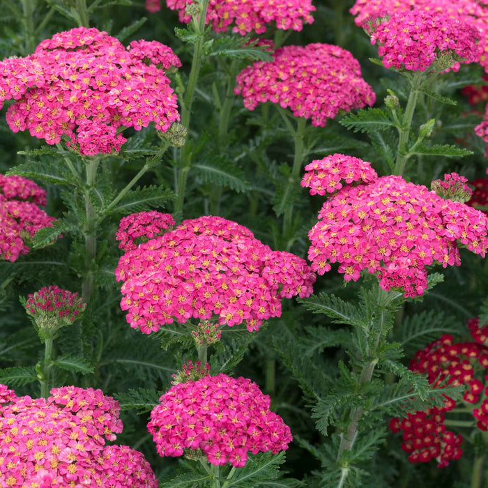 Achillea 'Sassy Summer Taffy'