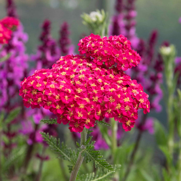 Achillea 'Sassy Summer Taffy'