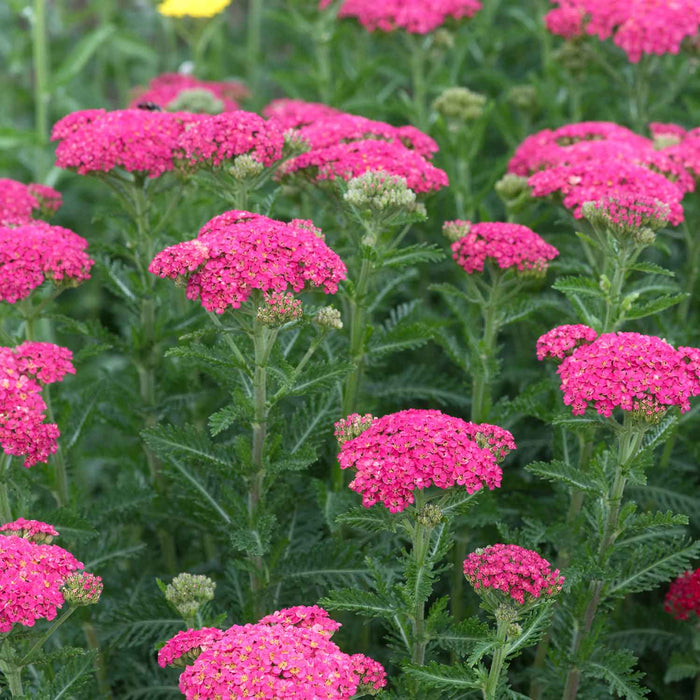 Achillea 'Sassy Summer Taffy'