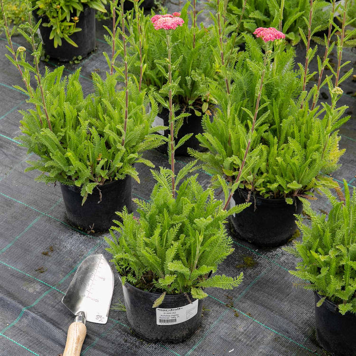 Achillea 'Sassy Summer Taffy'