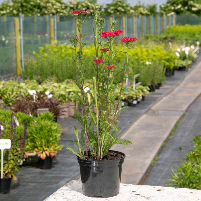 Achillea 'Sassy Summer Taffy' - 2L Plant