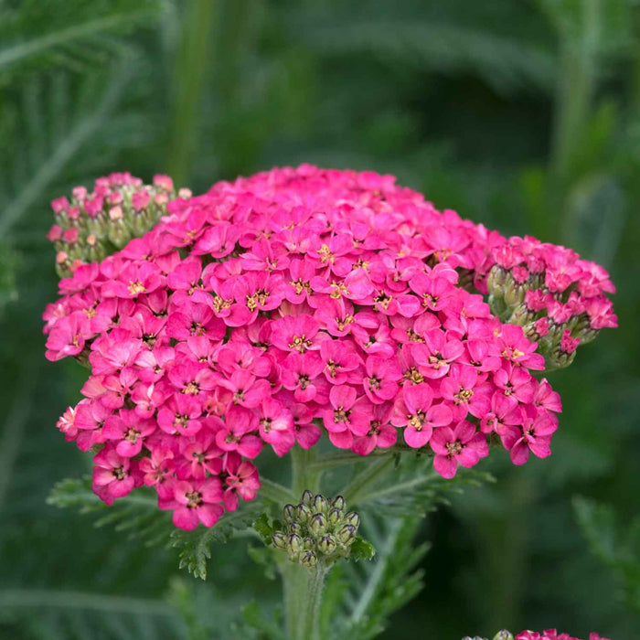 Achillea 'Sassy Summer Taffy'