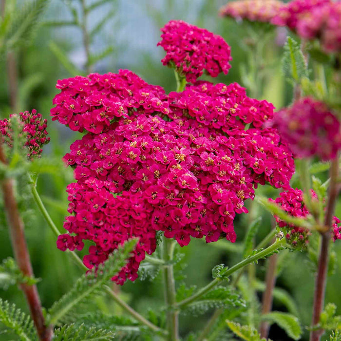 Achillea 'Sassy Summer Taffy'