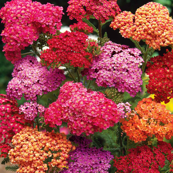 Multi-coloured achillea flowers including pink, red, and orange in a close-up shot.