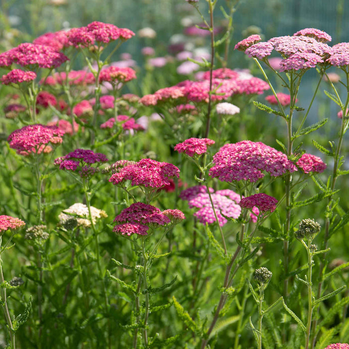 Field of pink and white achillea flowers with green foliage