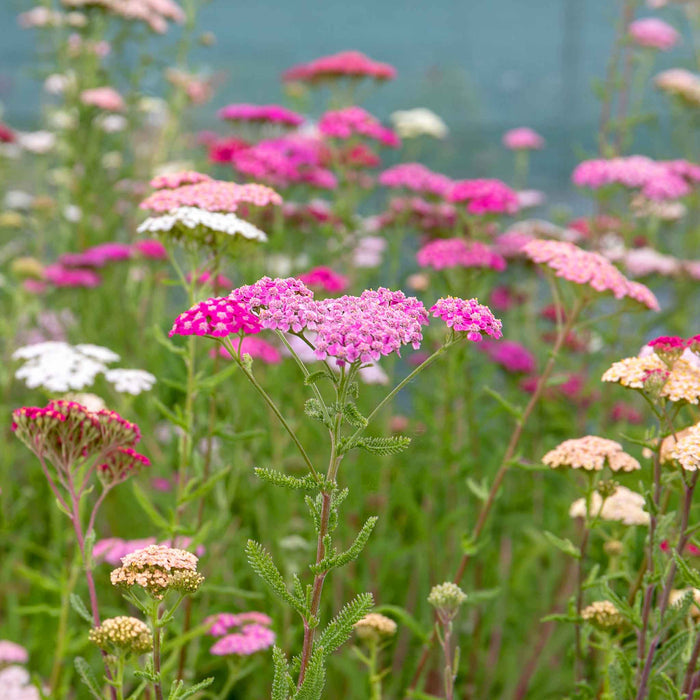 Field of pink, white, and yellow flowers with a blurred background