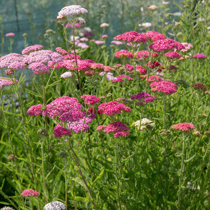Garden of pink and white achillea flowers with long green foliage.