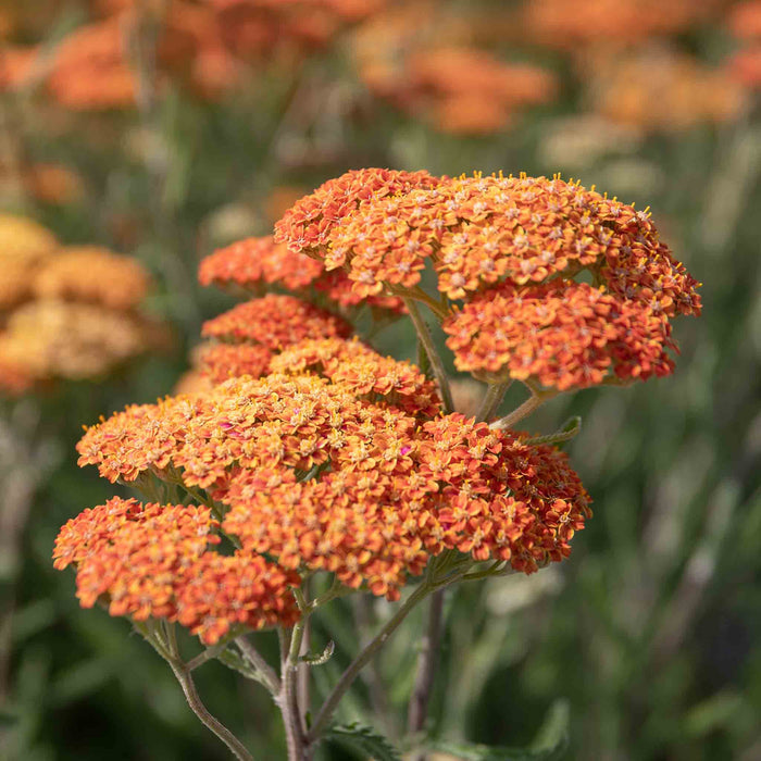 Achillea 'Terracotta'