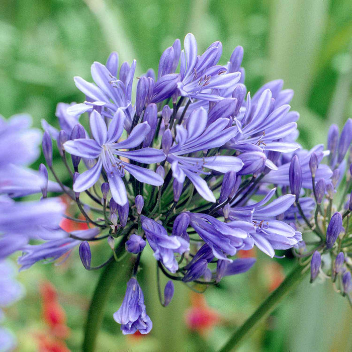 Agapanthus 'Blue Storm'