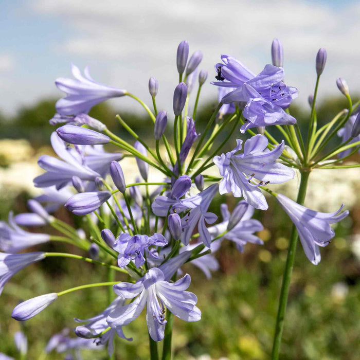 Agapanthus 'Blue Storm'