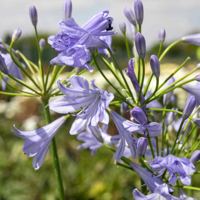 Agapanthus 'Blue Storm'