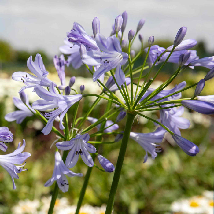 Agapanthus 'Blue Storm'