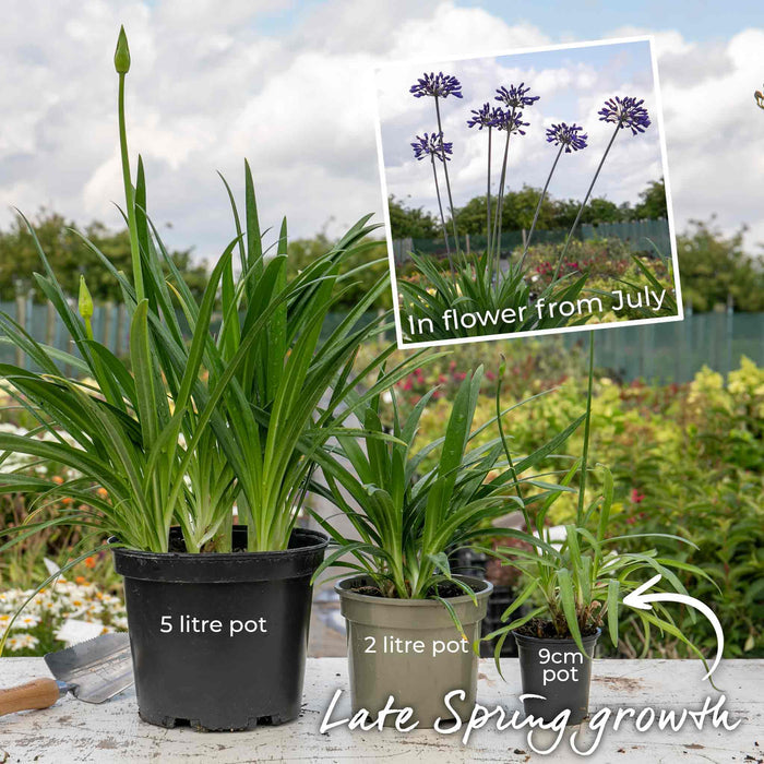Agapanthus 'Blue Storm'