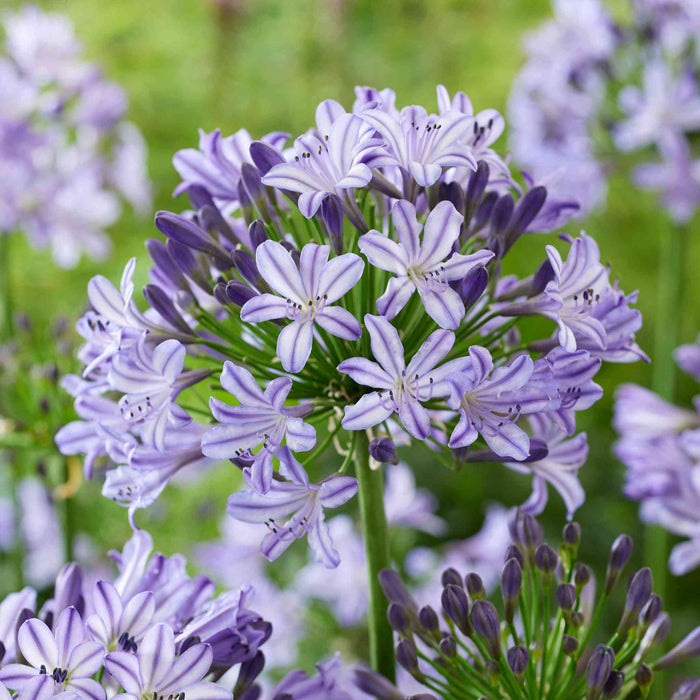 Agapanthus 'Poppin Star'
