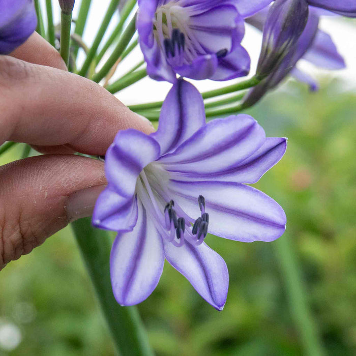 Agapanthus 'Poppin Star'