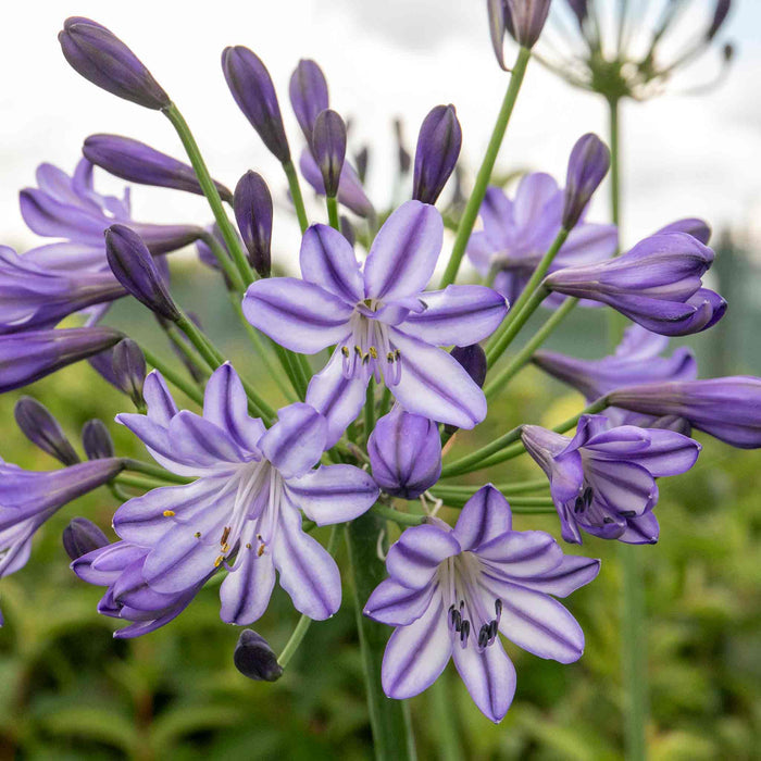 Agapanthus 'Poppin Star'