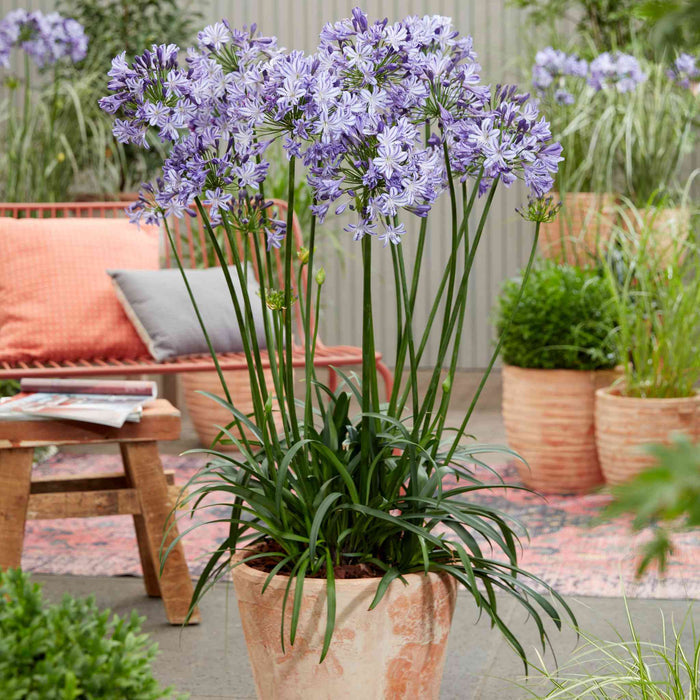 Agapanthus 'Poppin Star'