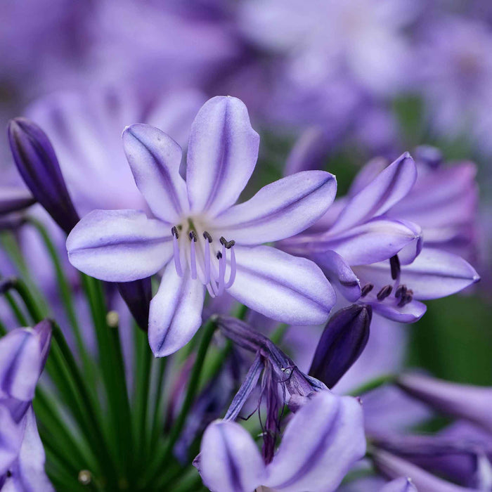 Agapanthus 'Poppin Star'