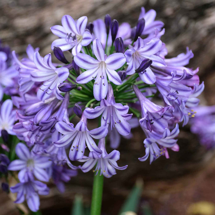 Agapanthus 'Poppin Star'