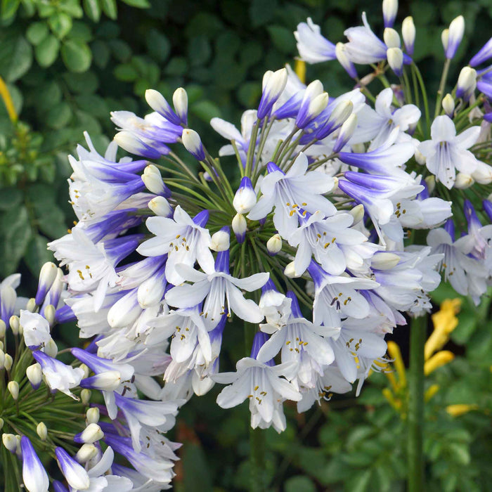 Agapanthus 'Twister'