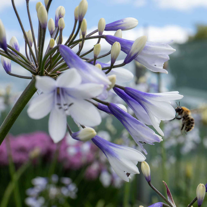 Agapanthus 'Twister'