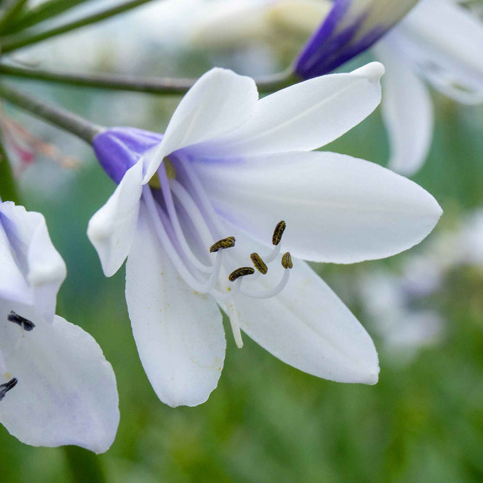 Agapanthus 'Twister'