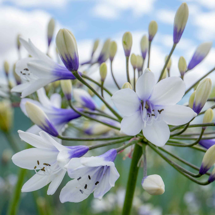 Agapanthus 'Twister'