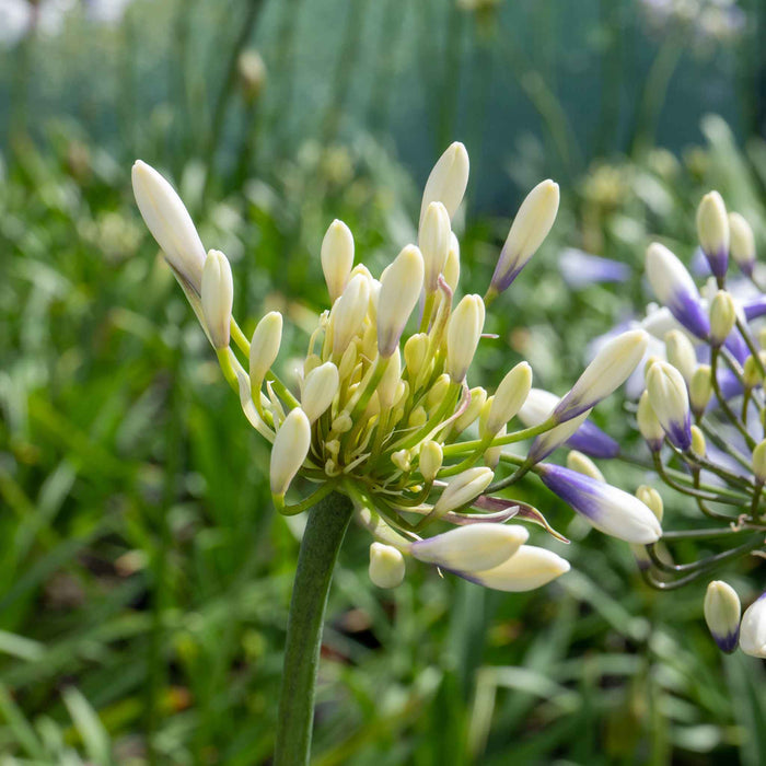 Agapanthus 'Twister'