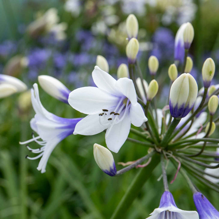 Agapanthus 'Twister'