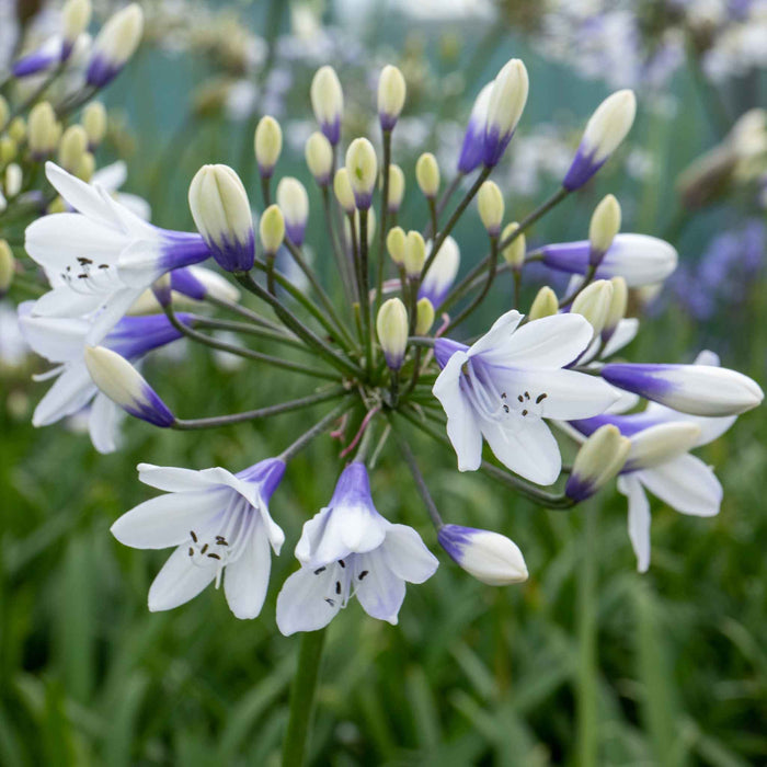 Agapanthus 'Twister'