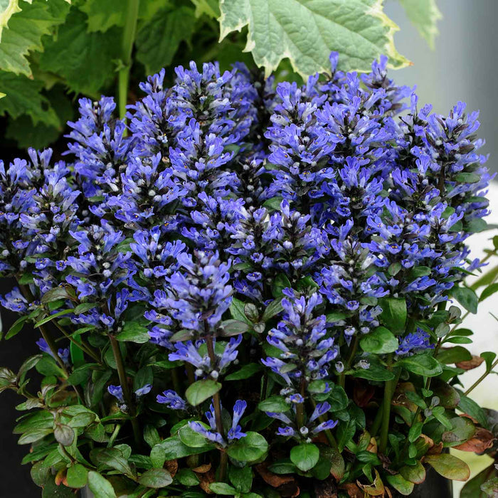 Ajuga 'Reptans Blueberry Muffin'