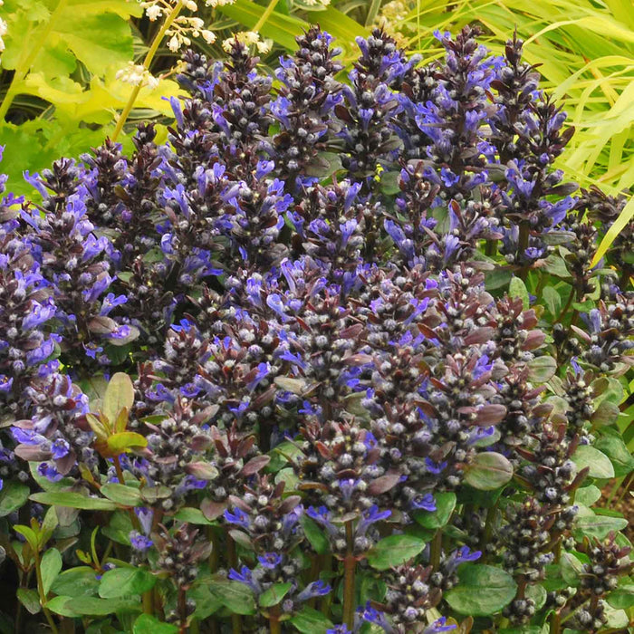 Ajuga 'Reptans Blueberry Muffin'