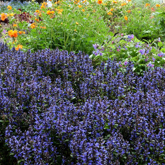 Ajuga 'Reptans Blueberry Muffin'