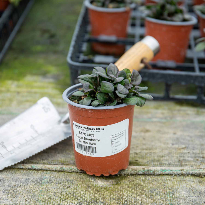 Ajuga 'Reptans Blueberry Muffin'
