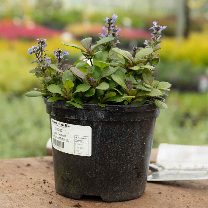 Ajuga 'Reptans Blueberry Muffin'
