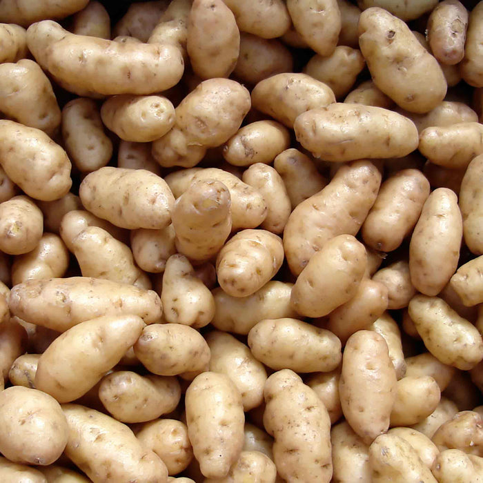 Albert Bartlett Seed Potato 'Anya'