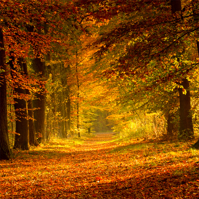 All the Fall Feels Fragrance Oil 1273
