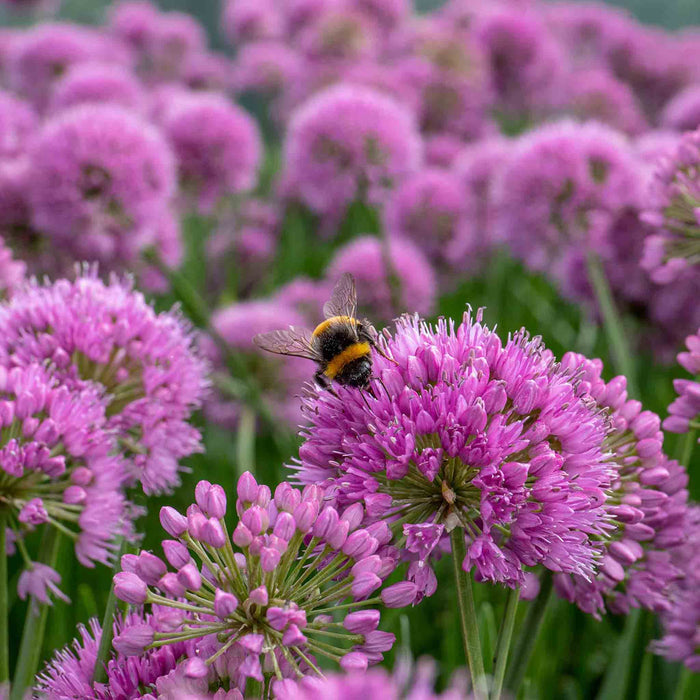 Allium 'Millennium'